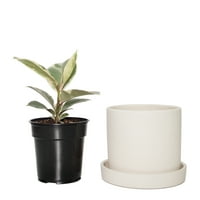 צמח עם מטרה פנימה. קרם קרמיקה קרם W SAUCER ו- A IN. FICUS TINEKE - חתיכה