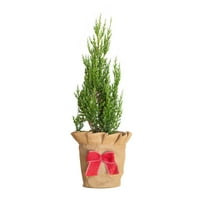 עץ חג המולד חי צמח צמח ירוק -עד ירוק -עד עם עטיפת יוטה דקורטיבית