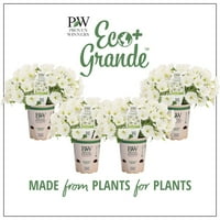 4-חבילה, 4. פנימה. Ecogrande+ Supertunia vista Snowrift צמח חי, פרחים לבנים