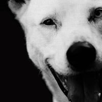 גלריית אמנות מופת ג'קסון הכלב מאת פרנק ברוינברוק בד אמנות הדפס 11 14
