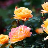 ואן זיברדן ורדים שלום מלאי שורש מלאי ססגוני שמש חלקי רב -שנתי לריחני £
