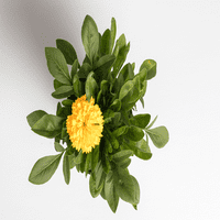 בתים וגנים טובים יותר 2.5 קרט קוראופסיס צהוב זהוב צמחים חיים רב שנתיים