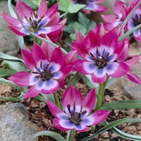 Van Zyverden Tulip יופי קטן נורות פרחים רדומות, שמש מלאה, סגול, שנתי